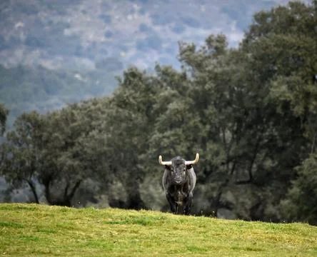 Bull in spain Stock Photos