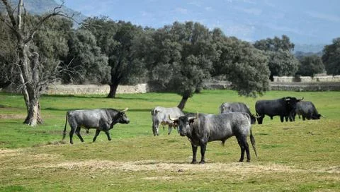 Bull in spain Stock Photos