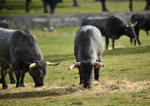 Bull in spain Stock Photos