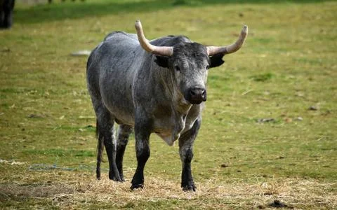Bull in spain Stock Photos