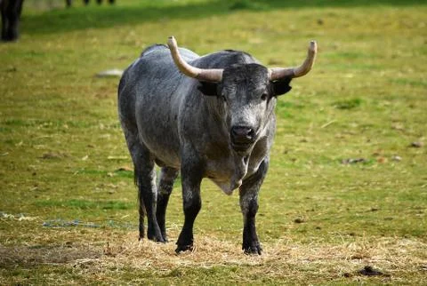 Bull in spain Stock Photos