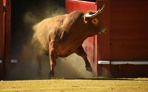 Bull in spain Stock Photos