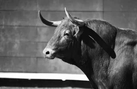 Bull in spain Stock Photos