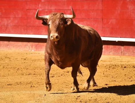 Bull in spain Stock Photos