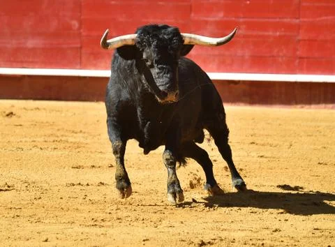 Bull on spain Stock Photos
