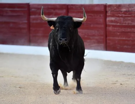 Bull on spain Stock Photos