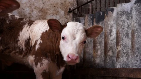 Bull in the stable Stock Footage 111748862