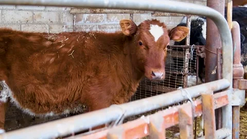 The bull is standing in the pen. Stock Footage 170483093