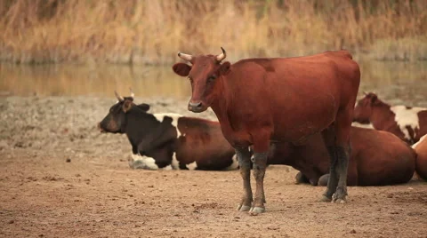 Bull stands against a background of lying cows in the pasture. Stock Footage 48931498