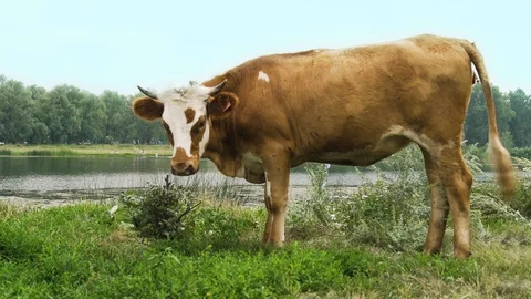 The bull stands at the river in a grass 库存影片 93238663