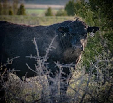 Bull staring Stock Photos
