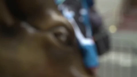  Bull  statue 스톡 동영상 75049599