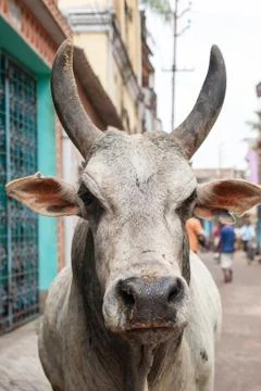 Bull on the streets Foto stock