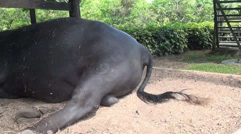 Bull Tail, Cattle, Farm Animals, 2D, 3D | Stock Video | Pond5