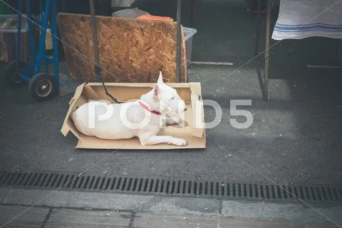 Bull terrier in cardboard box at market Stock Photos