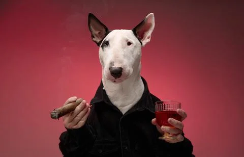 Bull Terrier with a dramatic pose and props Stock Photos