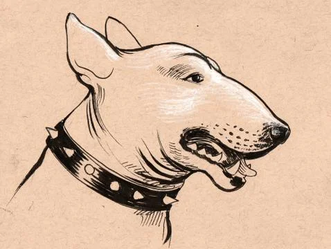 Bull terrier head Illustrazione stock