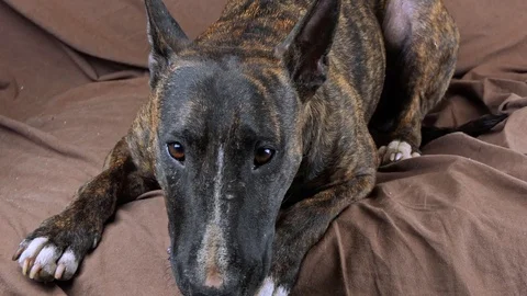 Bull terrier rests on a sofa 動画素材 123274133