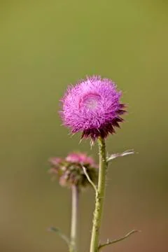Bull Thistle in bloom Stock Photos