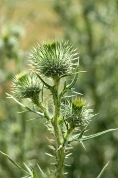 Bull thistle with thorns Stock Photos