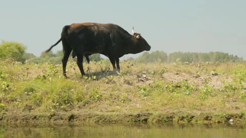 Bull throwing dust on Danube Delta Stock Footage 151250149