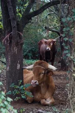 Bull ties to tree Stock Photos