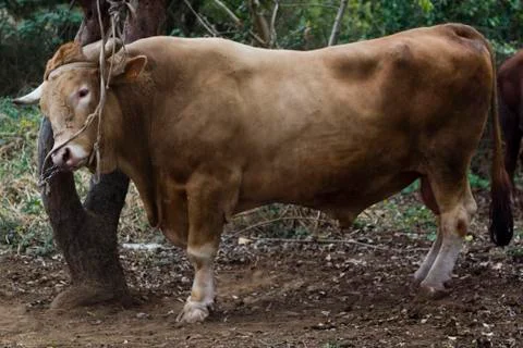 Bull ties to tree Stock Photos