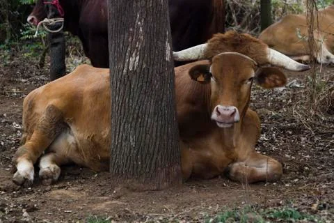Bull ties to tree Stock Photos