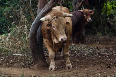 Bull ties to tree Stock Photos