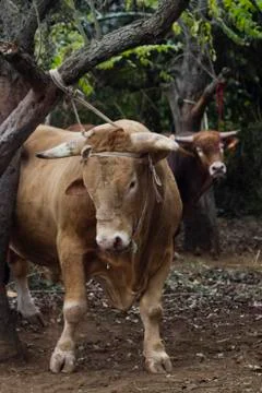 Bull ties to tree Stock Photos