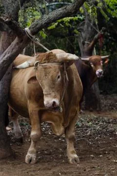 Bull ties to tree Stock Photos