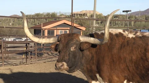 Bull Turns Head 2 Stock Footage 93773797