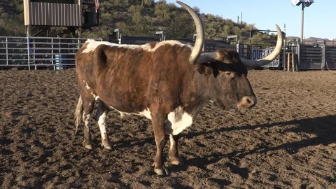 Bull Turns Head 5 Stock Footage 93773802