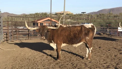 Bull Turns Head Stock Footage 93773846
