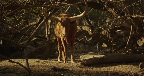 Bull under Tree Stock Footage 81225265
