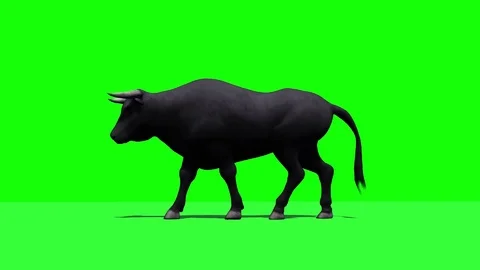 Bull is walking - 3 different views with shadow on the floor Video stock 103030893