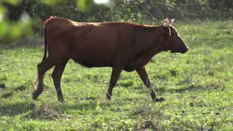 A Bull is walking in a field Stock Footage 74504860