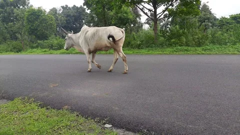 A bull is walking on the road. Stock Footage 160512149