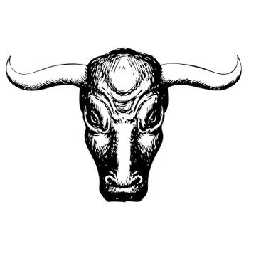 Bull on white background 스톡 일러스트