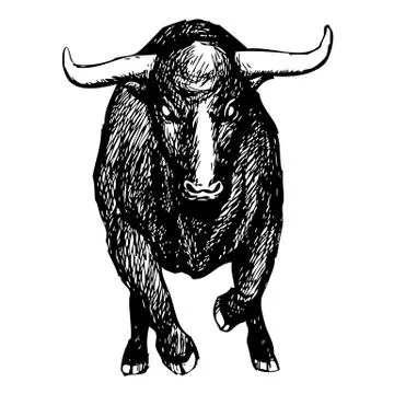 Bull on white background Stock Illustration