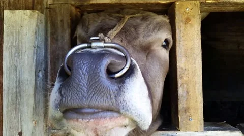Bull window licking nozzle Stock Footage 53041509