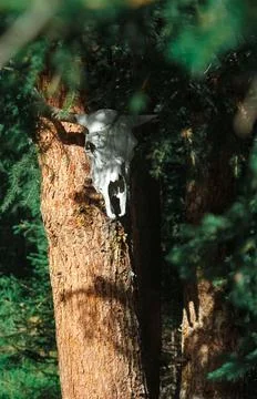 Bull witchcraft Skull on tree Stock Photos