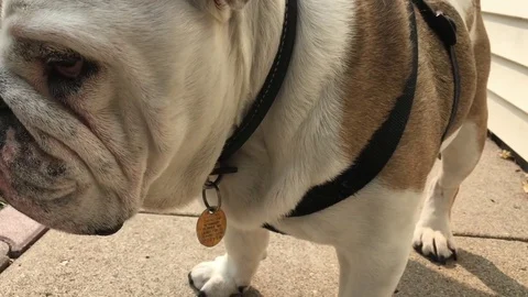 Bulldog Close Up 스톡 동영상 79974386