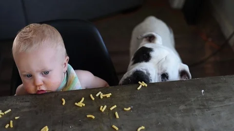 Bulldog eats food from dinner table with baby Stock Footage 95358074
