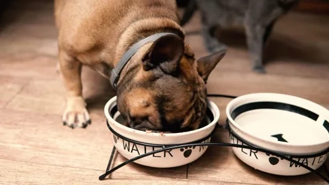 Bulldog eats food Video stock 249808205