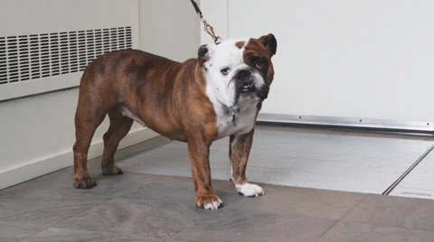 Bulldog. Stock Footage