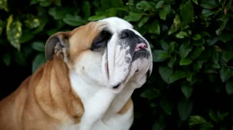 Bulldog Stock Footage 22148534