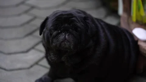 Bulldog Stock Footage 280499132
