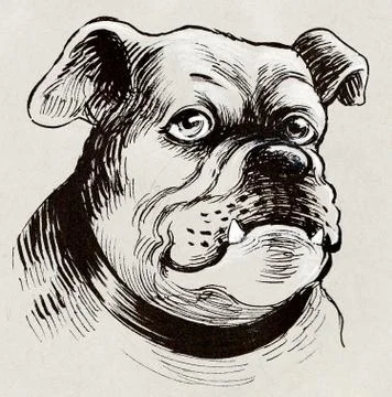 Bulldog head Illustrazione stock