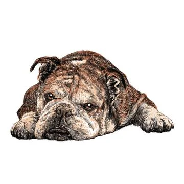 Bulldog 스톡 일러스트